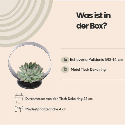 Sukkulente – Echeveria pulidonis ROOTLESS – Ø20cm Deko-Tischstandard Schwarz – Zimmerpflanze ohne Wurzeln – Pflegeleichte Schnitt-Sukkulente als Tisch- & Eventdeko