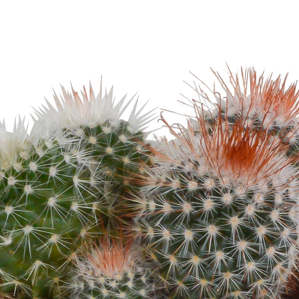 Kaktus Bolcactus Mix – 3 Pflanzen – Ø8,5cm Zimmerpflanzen im Terrakotta-Topf – Verschiedene Kugelkakteen – Pflegeleichte Sukkulenten für Fensterbank, Büro & Wohnzimmer