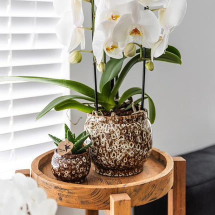 Safari Topf – Dekorativer Keramiktopf – Handgefertigter Blumentopf – Stilvolles Pflanzgefäß für Zimmerpflanzen – Ø12cm