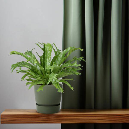 Nestfarn – Asplenium Nidus Crissie – Zimmerpflanze – Ø17cm – ca. 40cm hoch – pflegeleichter Farn für Zuhause & Büro – luftreinigende Grünpflanze