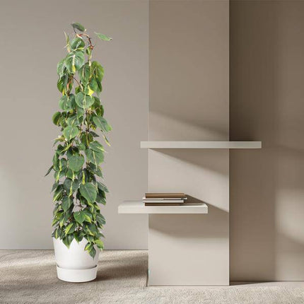 Baumfreund – Philodendron Scandens Brasil – Zimmerpflanze – 160cm – Ø27cm – pflegeleichte Kletterpflanze mit herzförmigen Blättern