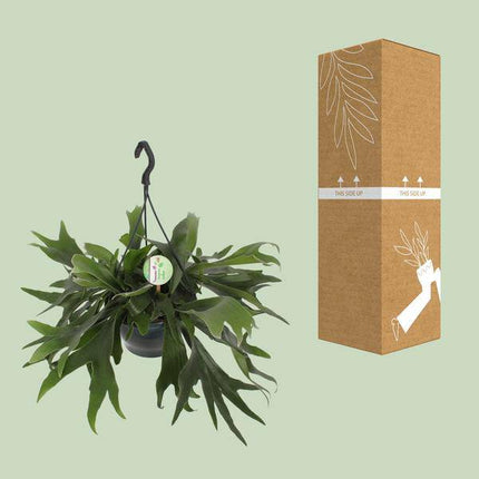 Geweihfarn – Platycerium bifurcatum – Hirschgeweihfarn – Zimmerpflanze – Ø21cm – ↕50cm – dekorative Farnpflanze für Wohnung & Büro