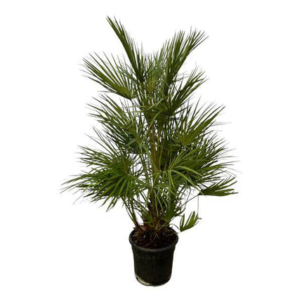 Chamaerops Humilis – Grüne Zwergpalme – Zimmerpflanze – Ø24cm – Höhe ca. 130cm – Mediterrane Palme für Wohnzimmer, Wintergarten, Balkon und Terrasse