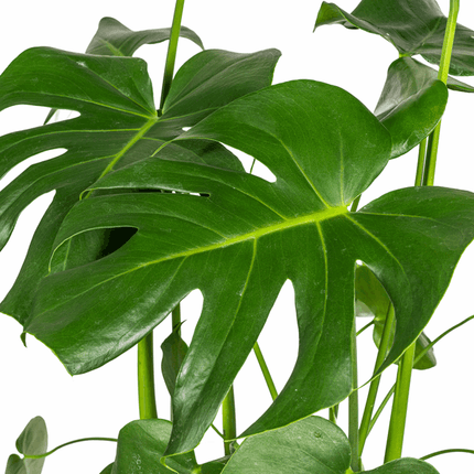 Monstera Deliciosa Tauerii – Fensterblatt – Ø21cm – ↕70-90cm – Beliebte Zimmerpflanze mit dekorativen Blättern – Pflegeleicht & luftreinigend