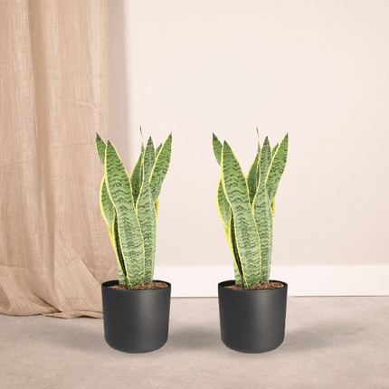 Bogenhanf – Sansevieria Laurentii – Frauenzunge – 2 Zimmerpflanzen – ca. 40cm Höhe – Ø14cm – pflegeleicht & luftreinigend