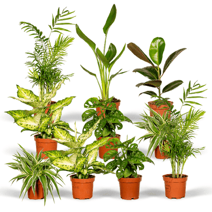 Pflanzen Überraschungsbox Ø12cm – pflegeleichtes Pflanzen Set für Urban Jungle, Fensterbank, Wohnzimmer & Büro