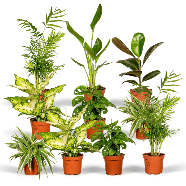 Pflanzen Überraschungsbox Ø12cm – pflegeleichtes Pflanzen Set für Urban Jungle, Fensterbank, Wohnzimmer & Büro