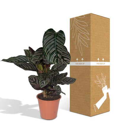 Calathea Ornata Korbmarante – Zimmerpflanze – Ø19cm ↕75cm – Dunkelgrüne Blätter mit rosa Streifen – Tropische Pflanze für Wohnräume