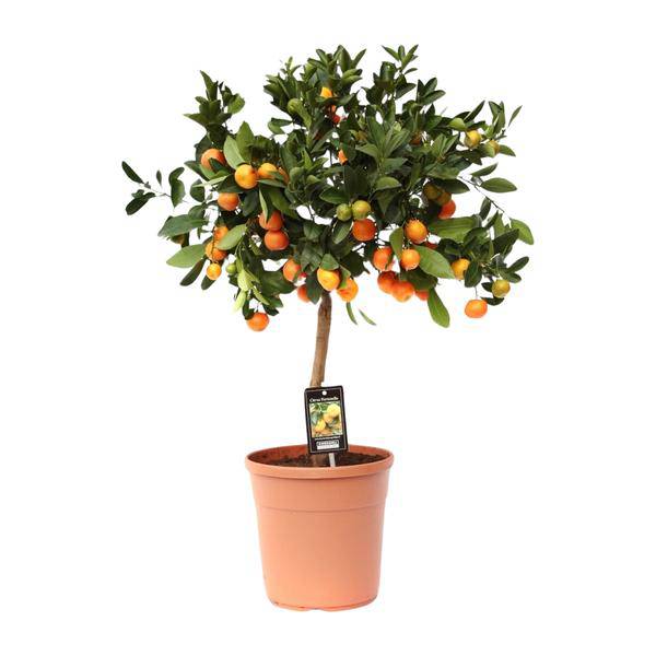 Orangenbaum – Calamondinorange – Citrus Calamondin – Ø22cm – ca. 80cm hoch – dekorativer Zitrusbaum mit Früchten für Balkon, Terrasse und Innenräume