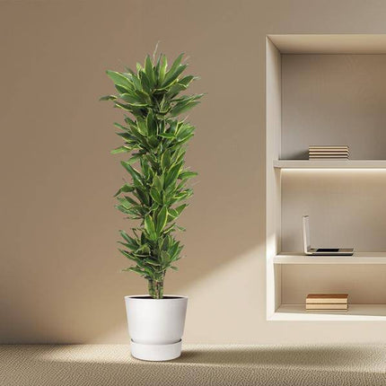 Drachenbaum Dracaena Golden Coast – 200cm hoch – Ø34cm – Elegante Zimmerpflanze mit goldgrünem Blattwerk – Pflegeleicht & robust – für Zimmer & Büro