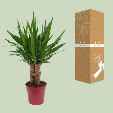 Riesen-Palmlilie – Yucca „Tres Cañas“ mehrstielig – Zimmerpflanze 70cm – Ø19cm – Immergrüne Grünpflanze mit schwertförmigen Blättern – Exotische & pflegeleichte Yucca für Wohnzimmer, Büro & Wintergarten
