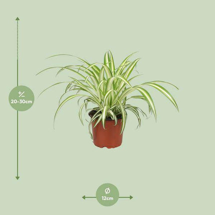 Grünlilie Chlorophytum – Ø12cm – 20-25cm hoch – Pflegeleichte Zimmerpflanze – Luftreinigend & haustierfreundlich für Wohnraum Büro & Schlafzimmer
