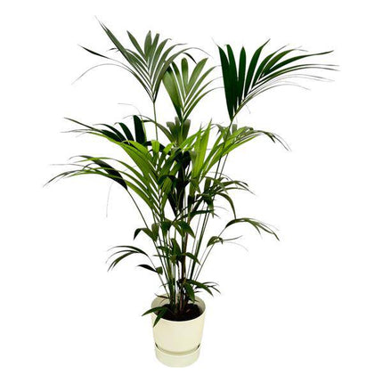 Kentia Palme – Forstersche Kentia – Zimmerpflanze ca. 160cm – ø30cm – inkl. Pflanzgefäß Greenville Weiß – Tropische XL-Zimmerpalme für Wohnzimmer, Büro & Wintergarten