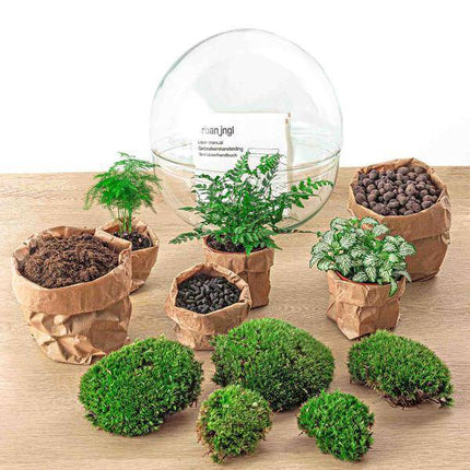 Flaschengarten DIY Bausatz Terrarium Kuppel XL Ø30cm – pflegeleichter Flaschengarten im Glas, Pflanzen Terrarium für Wohnzimmer & Büro
