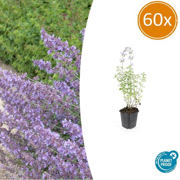 Nepeta 'Walker's Low' – 60 Pflanzen – Katzenminze – Lavendelblaue Blüten – Bienen – & Schmetterlingsfreundlich – Pflegeleicht & Winterhart