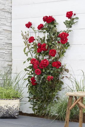 Rose Crazy in Love Red Rote Edelrose Ø15cm ↕65cm – hochwertiges Produkt für Pflanzen, Garten, Zuhause, Dekoration & moderne Einrichtung