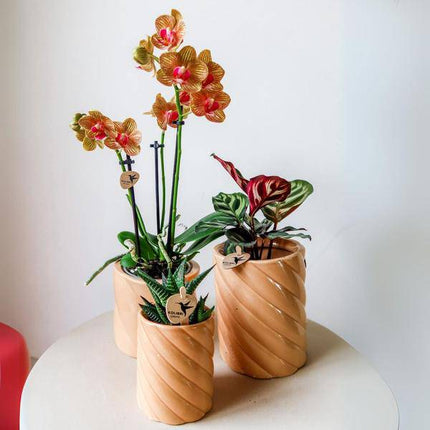 Candy Dekotopf Pfirsich – Ø6cm – Keramik Übertopf in Pastellfarbe – Stilvoller Blumentopf für Zimmerpflanzen & Orchideen – Fröhlicher Pflanzentopf