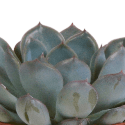 Echeveria Mix – Steinrose 3 Pflanzen – Ø8,5cm Zimmerpflanzen im Terrakotta – Topf – Verschiedene farbige Sukkulenten – Pflegeleichte Mini