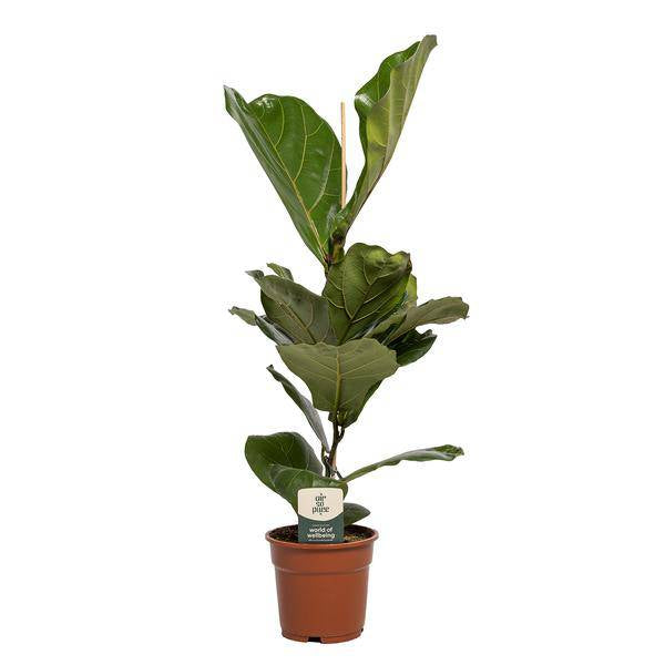 Geigen-Feige Ficus Lyrata – Zimmerpflanze – Ø17cm – 60cm hoch – Dekorative Pflanze für Wohnzimmer & Büro – Luftreinigend & Pflegeleicht