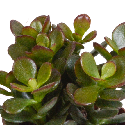 Crassula Mix – Dickblatt 3 Pflanzen Ø8,5cm Zimmerpflanzen im weißen Glas – Verschiedene Sukkulenten im modernen Übertopf – Pflegeleichte Mini-Bäume für Fensterbank, Büro & Wohnzimmer