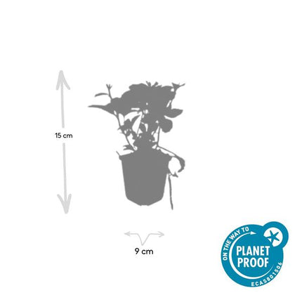 Japanischer Ysander – Pachysandra terminalis – ↕10-25cm – Ø9cm – 20 Pflanzen – Immergrüner Bodendecker – Schattengarten – Pflegeleicht