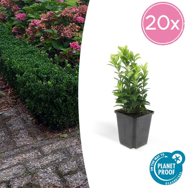 Euonymus japonicus 'Green Spire' – Japanischer Spindelstrauch – Ø9cm – ↕10-25cm – 20 Pflanzen – Immergrüner Strauch für Hecken & Beete