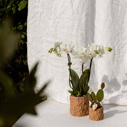 Sternchen Fisch Dekotopf Sand Ø9cm – Blumentopf mit Seestern-Motiv – dekorativer Pflanzentopf für Zimmerpflanzen