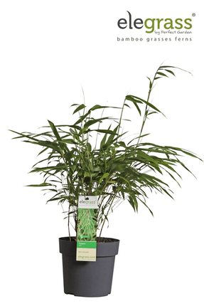 Schirmbambus Fargesia rufa – Kompakter, winterharter Bambus – Ø14cm – ca. 40cm Höhe – Ideal für Garten, Balkon & Teichgestaltung