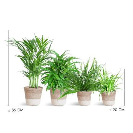 Haustierfreundliches Zimmerpflanzen-Set 4er – Sicher für Hunde & Katzen – Inklusive nachhaltigem Jute-Pflanzenkorb – Krulvaren Green Lady, Calathea Rufibarba, Goldpalme, Graslilie