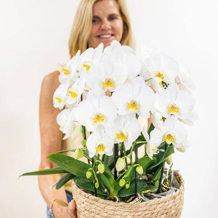 Orchideen-Set Weiß im Baumwollkorb – 3x Kolibri Orchidee Niagara Falls – Ø12cm – Mit Wassertank & Dochtsystem – Selbstversorgende Zimmerpflanzen – Mono Bouquet in Weiß
