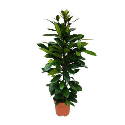 Afrikanischer Feigenbaum Ficus Cyathistipula – Zimmerpflanze – Ø21cm – 105cm Höhe – luftreinigend – pflegeleicht – exotisches Blattgrün