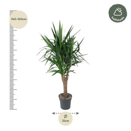 Palmlilie – Yucca Elephantipes – Zimmerpflanze – Ø31cm – ↕150cm – Robuste, pflegeleichte Grünpflanze für Innen & Außen