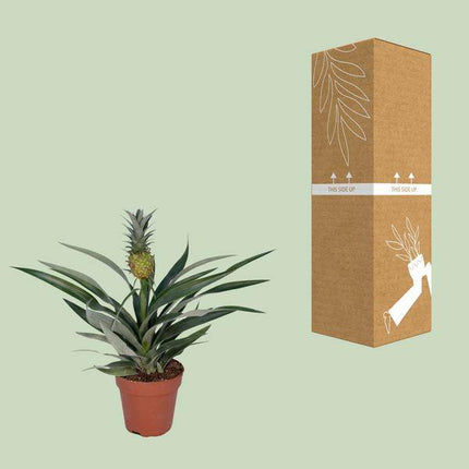 Ananaspflanze – Bromelia Ananas – tropische Zimmerpflanze – Ø12cm – ca. 30cm hoch – pflegeleicht & dekorativ