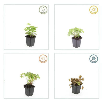 Weicher Frauenmantel Alchemilla mollis – ↕10-25cm – Ø9cm – 60 Pflanzen – Bodendecker & Staude für Beete, schattige Plätze & Garten
