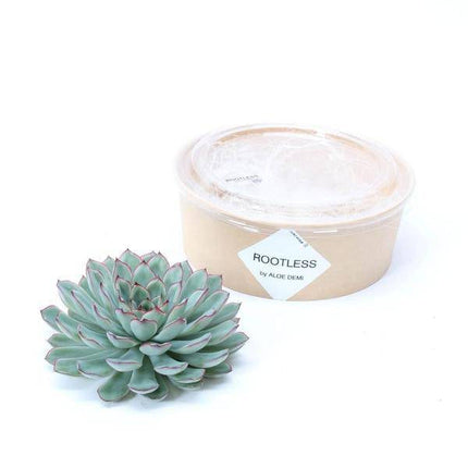 Sukkulente – Echeveria pulidonis ROOTLESS – Ø12–14cm – Zimmerpflanze ohne Wurzeln – Pflegeleichte Schnitt-Sukkulente als Tischdeko & Geschenkidee