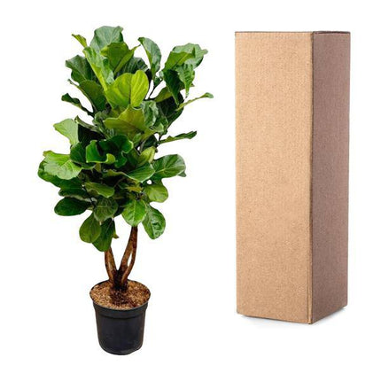Geigen – Feige – Ficus Lyrata – Zimmerpflanze 200cm – Ø32cm – XXL – Pflanze mit großen geigenförmigen Blättern – Pflegeleicht