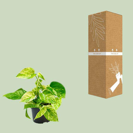 Efeutute Marble Queen – Epipremnum Scindapsus – Ø12cm x H20cm – Pflegeleichte Kletter- & Hängepflanze – Luftreinigend – Für helle bis halbschattige Räume – Im Pflanztopf