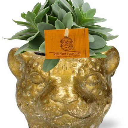 Senecio Cephalophorus Kreuzkraut – Zimmerpflanze Ø10,5cm – ca. 15cm hoch – Mit stylischem Leopard Gold Topf Ø12x9,5cm – Pflegeleicht & dekorativ – Für Wohnzimmer & Büro