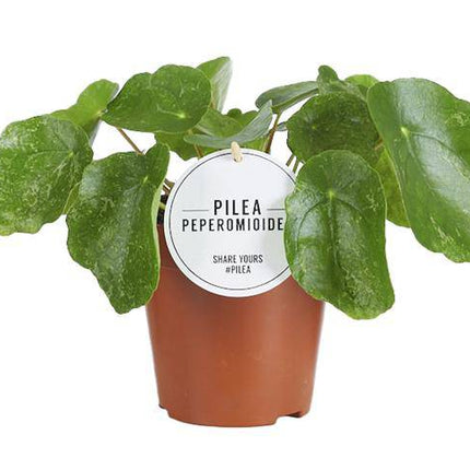 Ufopflanze – Pilea Sugar – Zimmerpflanze – Ø13cm – ca. 20cm hoch – trendige & pflegeleichte Grünpflanze
