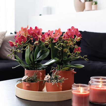 Rote Phalaenopsis Orchideen Zimmerpflanze Ø9cm – blühende Orchidee für Wohnzimmer, Büro & helle Standorte kaufen