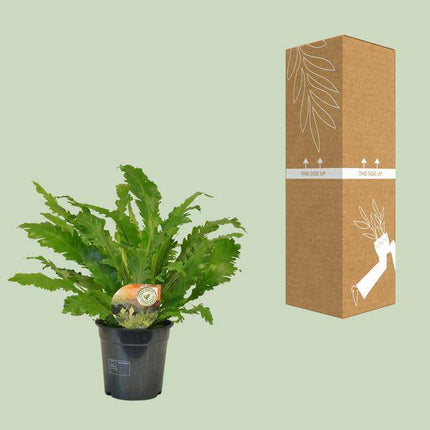 Nestfarn – Asplenium Campio – Zimmerpflanze – Ø17cm x ↕50cm – dekorativer Farn für Wohnzimmer, Büro & Innenräume