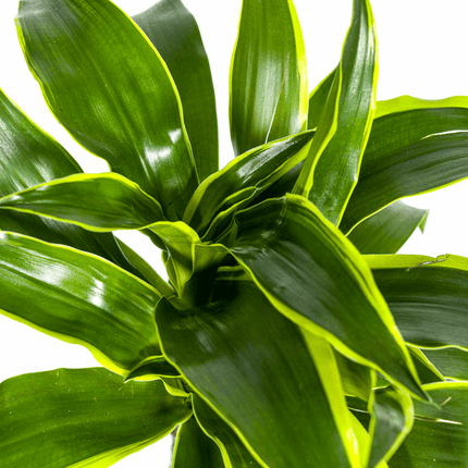 Dracaena deremensis ‘Dorado’ – Drachenbaum – Zimmerpflanze Ø19cm – 70–90cm hoch – Pflegeleichte Grünpflanze mit dunkelgrünen Blättern & gelbem Rand – Luftreinigend