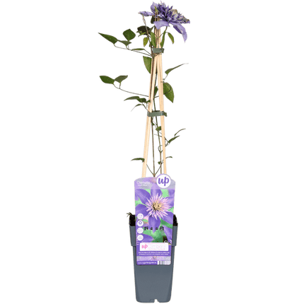 Waldrebe Clematis Multi Blue Kletterpflanze Ø15cm ↕65cm – winterharte Pflanze für Garten, Balkon, Terrasse, Kübel & Beet online kaufen
