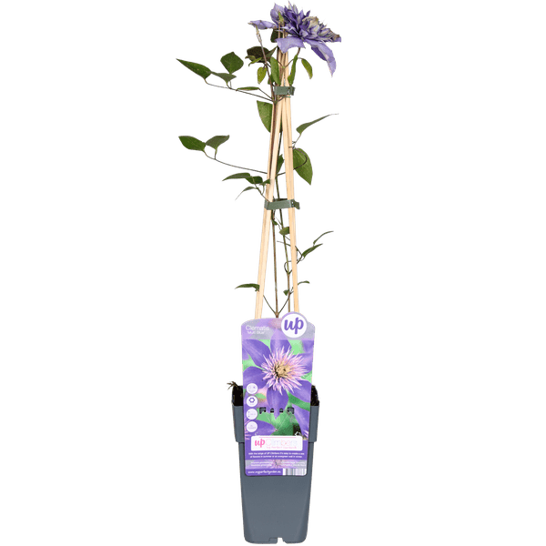 Waldrebe Clematis Multi Blue Kletterpflanze Ø15cm ↕65cm – winterharte Pflanze für Garten, Balkon, Terrasse, Kübel & Beet online kaufen