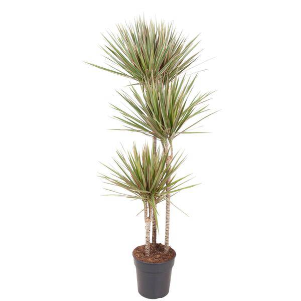 Drachenbaum – Dracaena Bicolor Carrousel 150cm – Ø24cm – Zimmerpflanze mit zweifarbigen Blättern in Grün & Cremeweiß – Pflegeleichte dekorative Grünpflanze für Wohnzimmer, Büro & Wintergarten