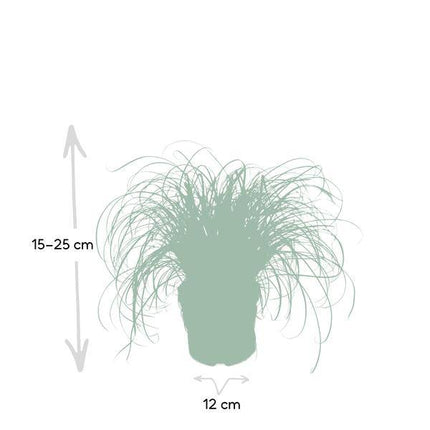 Katzengras Cyperus alternifolius Zimmerpflanze Ø12cm ↕20cm – pflegeleichte Grünpflanze für Wohnzimmer, Büro & helle Standorte kaufen