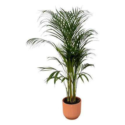 Areca Palme – Betelpalme – Zimmerpflanze ca. 110cm – ø21cm – inkl. Pflanzgefäß Vibes Fold Rosa D22xH20 – Tropische Zimmerpalme für Wohnzimmer, Büro & Wintergarten
