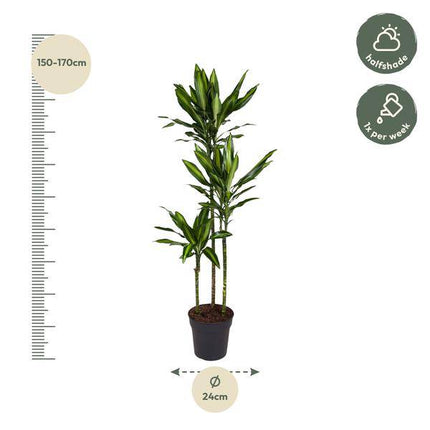Drachenbaum Zimmerpflanze Ø24cm ↕160cm – pflegeleichte Grünpflanze für Wohnzimmer, Büro & helle Standorte kaufen