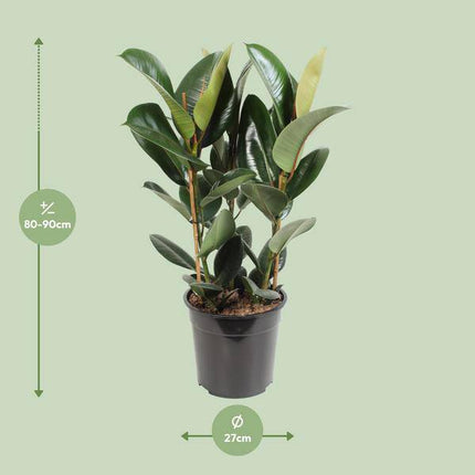 Gummibaum – Ficus Elastica Robusta – Zimmerpflanze – Ø27cm – ↕85cm – Pflegeleichte Grünpflanze mit großen glänzenden Blättern – Luftreinigende Dekopflanze