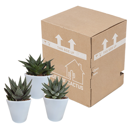 Sukkulenten Mix Gasteria & Haworthia – 3 Pflanzen – Ø8,5cm Zimmerpflanzen im weißen Topf – Verschiedene Mini-Sukkulenten – Pflegeleichte Pflanzen für Fensterbank, Büro & Wohnzimmer